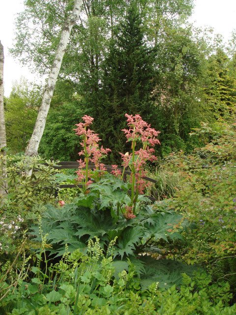 Rheum palmatum 'Atropurpureum'